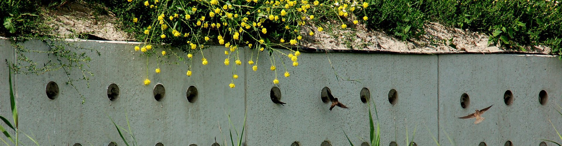 Zwaluwwand1920x500